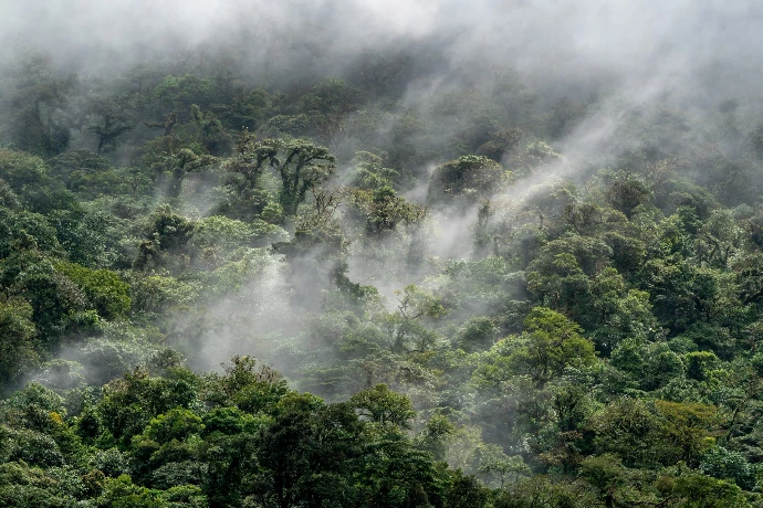 a view of a dense forest in the middle of the day